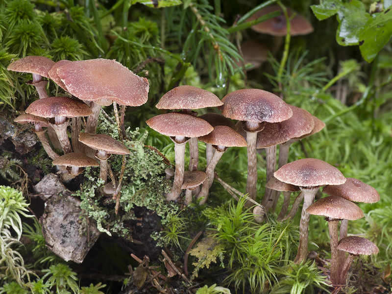 Tubaria confragosa